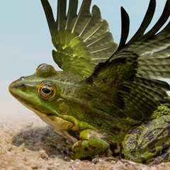 Graphic of a winged frog representing our Liars Contest